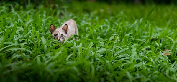 Katze im grünen Gras im Garten — Stockfoto