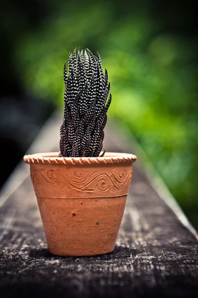 Cactus en terre cuite — Photo