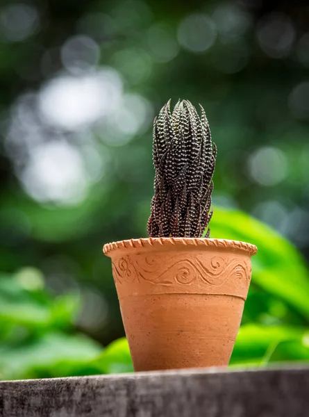Cactus en terre cuite — Photo