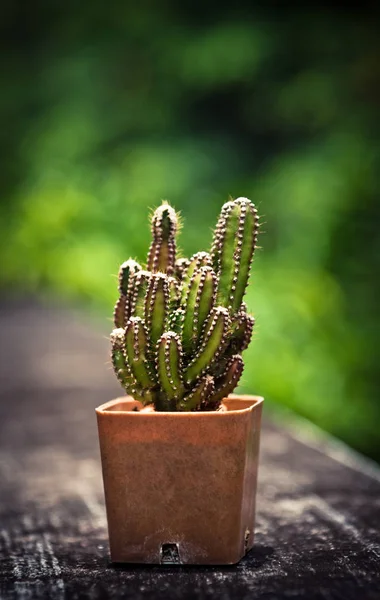 Kaktus i lergods — Stockfoto