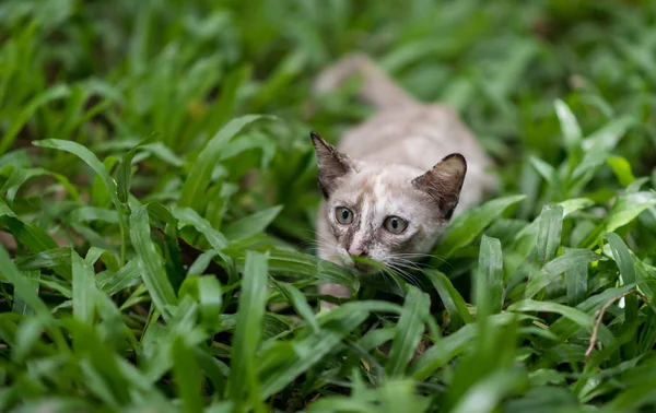Macska kertben zöld füvön — Stock Fotó