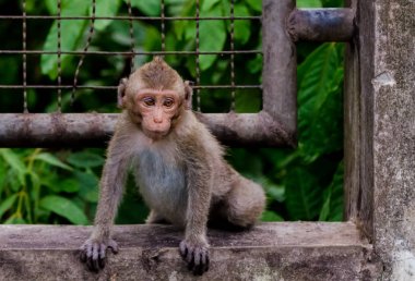 Genç maymun duvara tırmanma