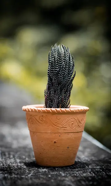 Cactus en terre cuite — Photo