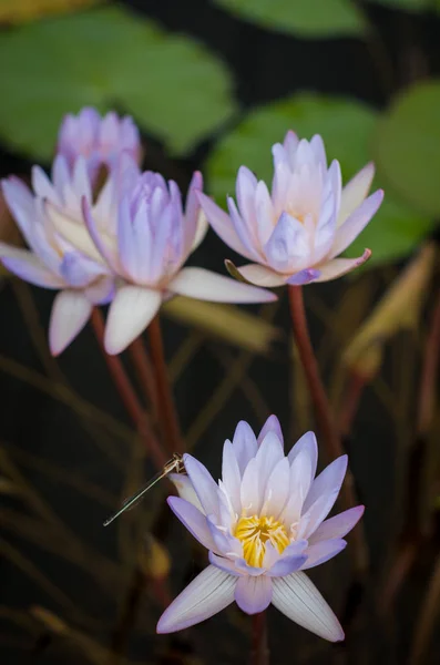 Bel fiore di loto in fiore — Foto Stock
