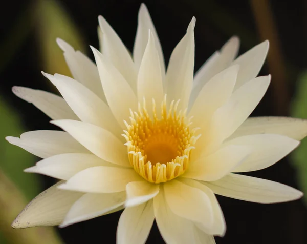 Belle fleur de lotus en fleurs à la piscine — Photo