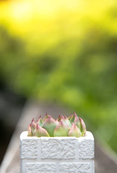 Cactus in vaso con spazio per testo in alto — Foto Stock