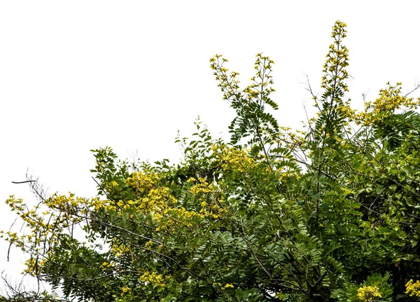 Cassia beyaz gökyüzü arka plan ile izole ağacın çiçek — Stok fotoğraf