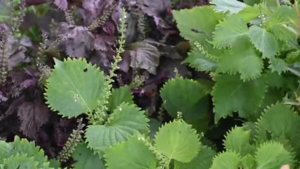 Feuilles d'Aojiso ou d'Oba, Ferme de légumes — Video