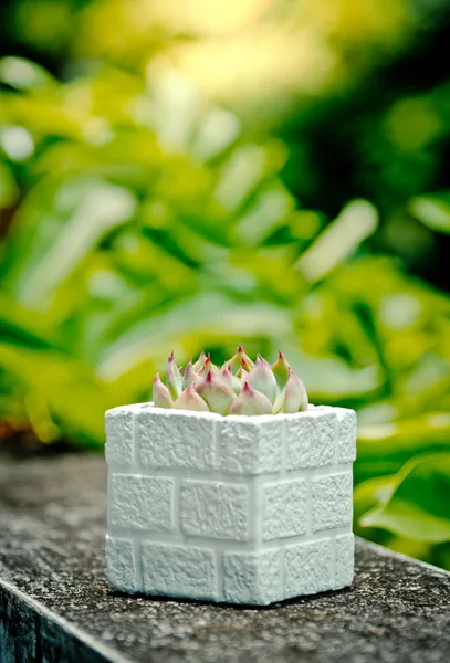 Kaktus i kruka med betonggolv bakgrund — Stockfoto