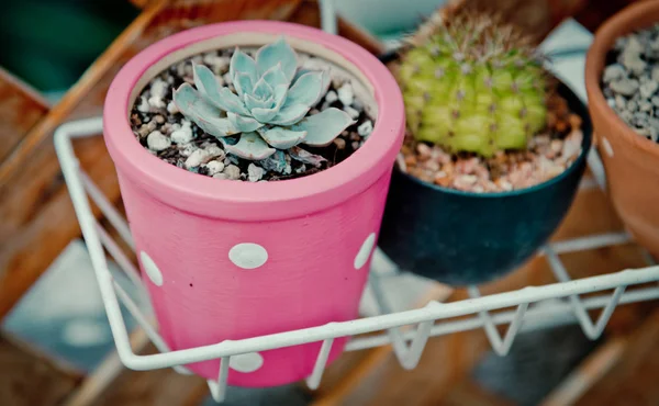 Cactus carino in vaso rosa — Foto Stock