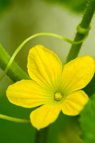 Melão flor close up tiro — Fotografia de Stock