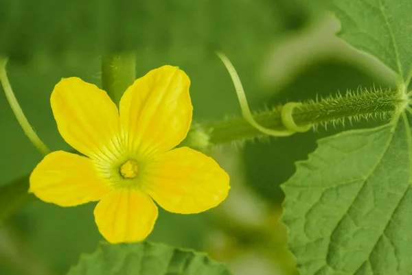 メロンの花クローズ アップ ショット — ストック写真