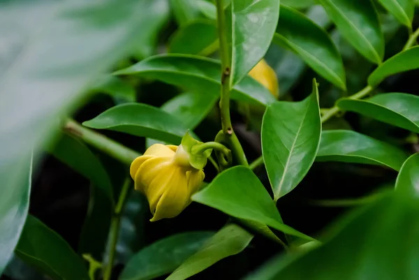 Flor de Ylang-ylang — Foto de Stock