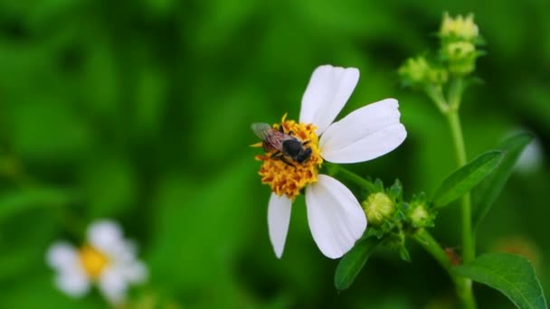 Bee pollen seeking sweet juice — Stock Video