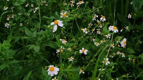 Cute white flower blossom in field — Stock Video