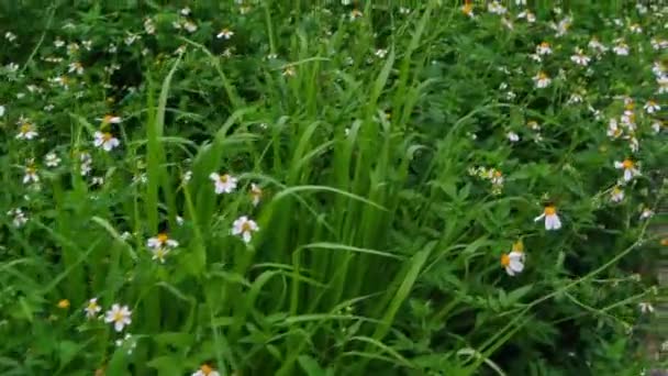 Schattige witte bloem bloeien in veld — Stockvideo