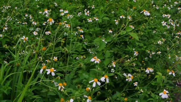 필드, 핸드헬드 및 걷는 귀여운 흰 꽃 꽃 촬영 — 비디오