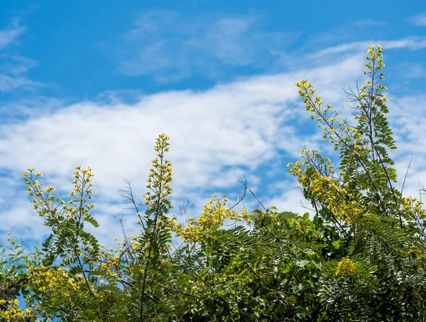 Cassia ağaç çiçek mavi gökyüzü arka plan ile — Stok fotoğraf