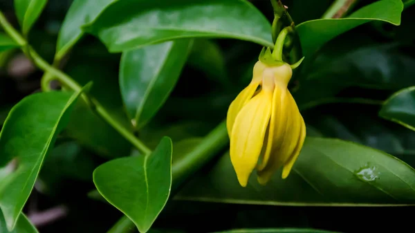 Ylang-Ylang λουλούδι — Φωτογραφία Αρχείου