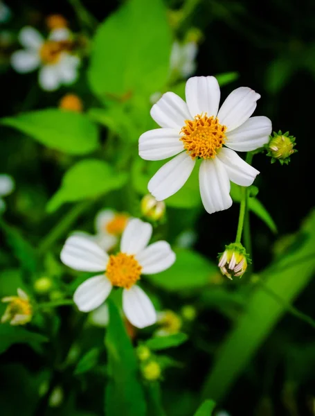 フィールドの素敵なデイジーの花 — ストック写真