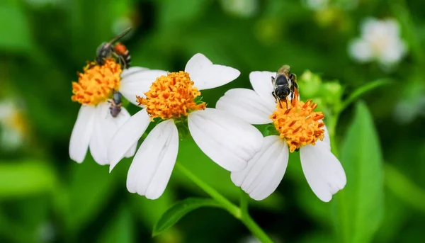 Pollen d'abeille à la recherche de jus sucré — Photo