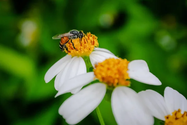 Bee pollen seeking sweet juice — Stock Photo, Image