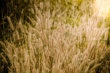 Çimen çiçek alan yukarıdaki sun ray efektli