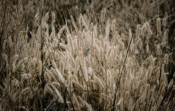 Champ de fleurs herbe — Photo