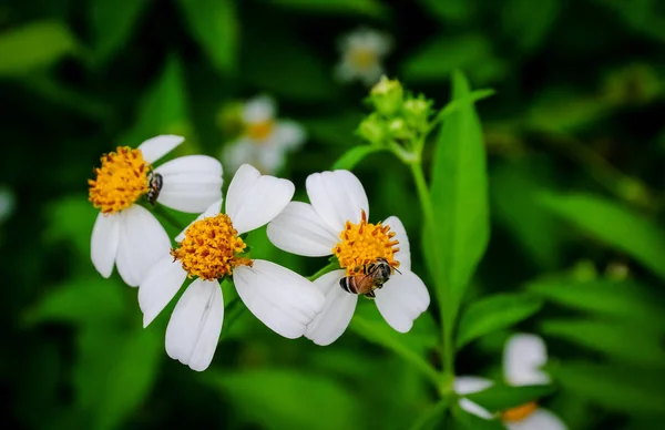 Pollen d'abeille à la recherche de jus sucré — Photo