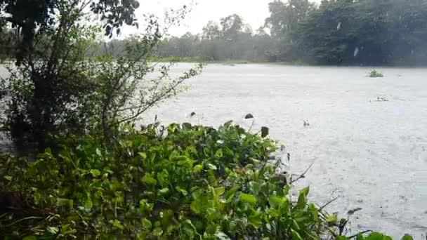 Lluvia en el lago con fondo de isla de árbol, disparo de mano — Vídeo de stock