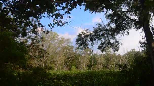 Bosque con pantano y sombra de árbol en primer plano — Vídeos de Stock