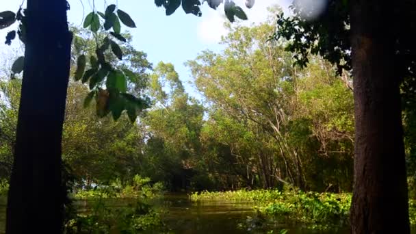 Fin vacker, träd med vatten hyacint i sjön efter regnar — Stockvideo