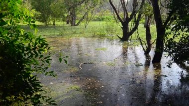 Geniş atış, Handheld bataklık yağmur