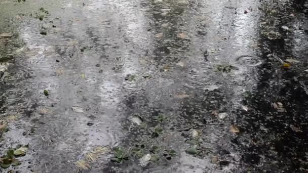 Pluie près des marais, coup de main — Video