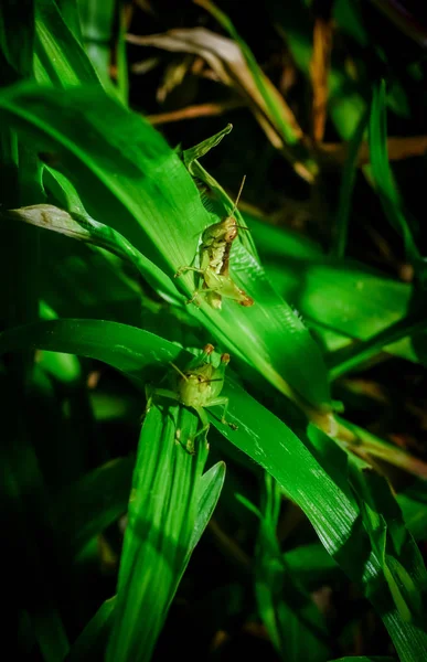 Belalang pada cabang — Stok Foto