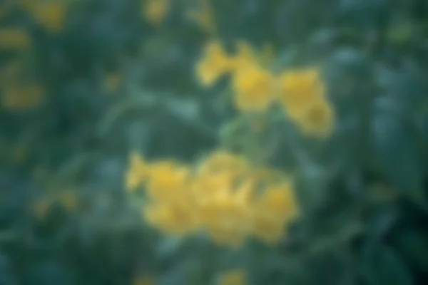 Verschwommener Hintergrund gelbe Blume — Stockfoto