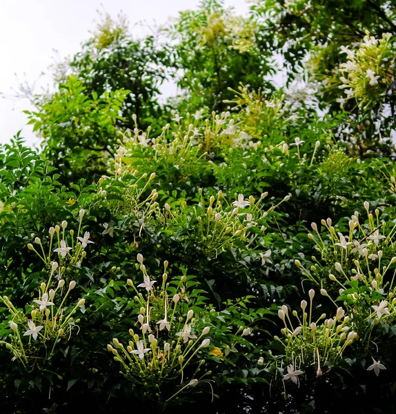 Racimo de Flores Blancas del Corcho, Millingtonia hortensi —  Fotos de Stock