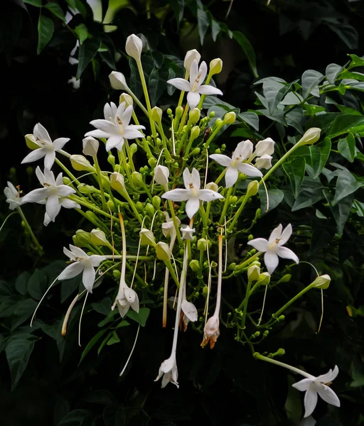 Cluster of White Flowers of the Cork Tree, Millingtonia hortensi — Stock Photo, Image