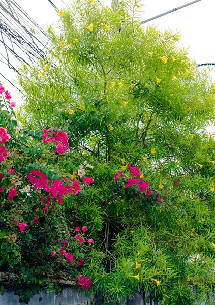 通りで素敵な咲く花 — ストック写真