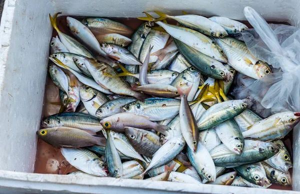 Peixe fresco em caixa — Fotografia de Stock