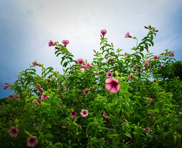 Nice blooming flower bushes — Stock Photo, Image