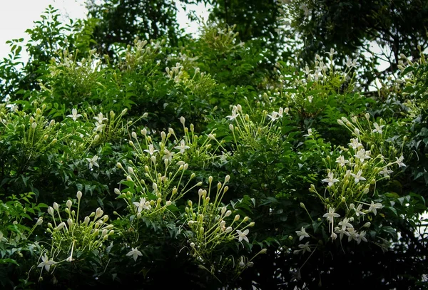 Trauben weißer Blüten des Korkenbaums — Stockfoto