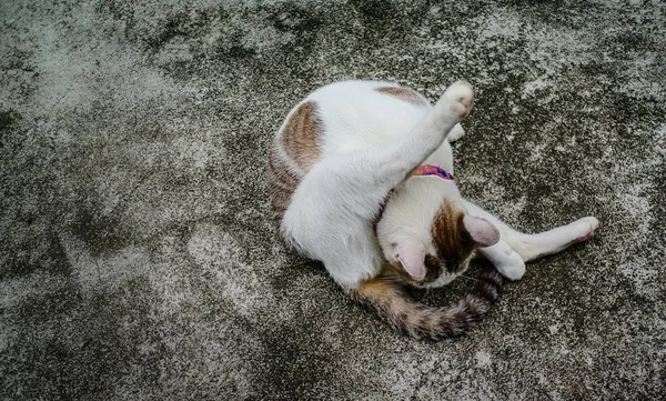 El gato se limpia — Foto de Stock