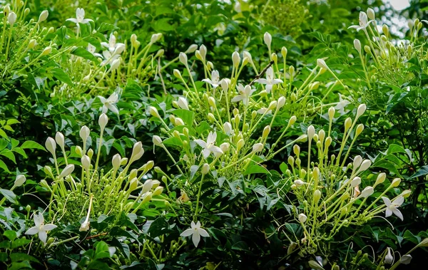 Grappe de fleurs blanches du liège, Millingtonia hortensi — Photo