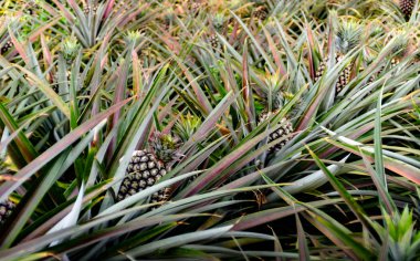 Ananas Meyve çiftliğinde, Sriracha, Chonburi, Tayland, Thailand