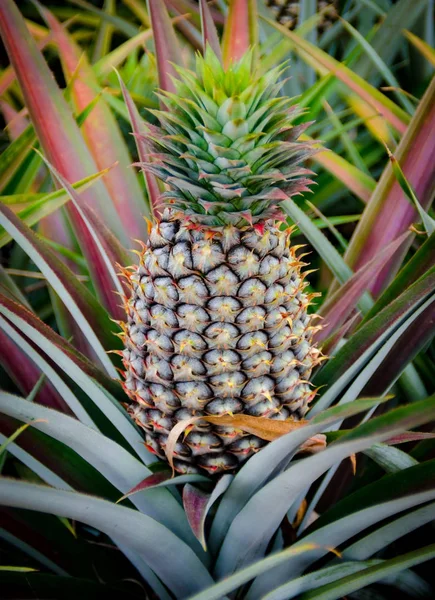 Ovoce ananas v serverové farmě, Sriracha, Chon Buri, Thajsko — Stock fotografie