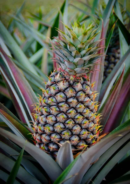 Ovoce ananas v serverové farmě, Sriracha, Chon Buri, Thajsko — Stock fotografie