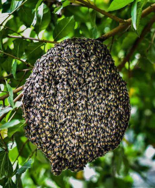 Lebah di sarang lebah, serangga di alam — Stok Foto