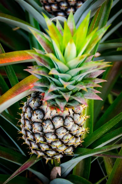 Ananas frukt i gård — Stockfoto