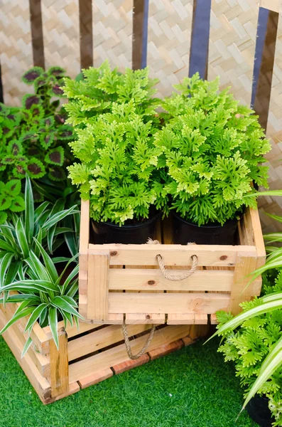 Bella pianta verde in scatola di legno — Foto Stock
